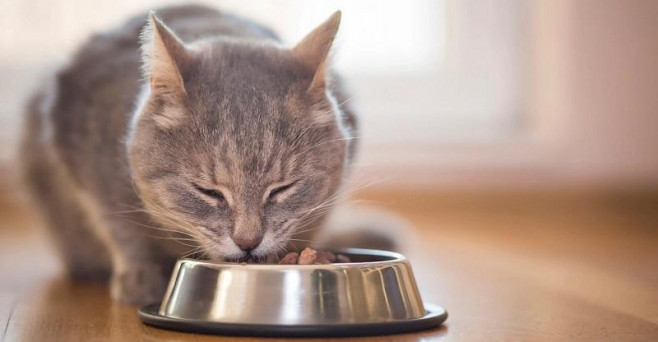 Как правильно кормить вислоухого шотландца и прямоухого котенка