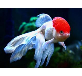 Оранда «красная шапочка» (Carassius auratus)