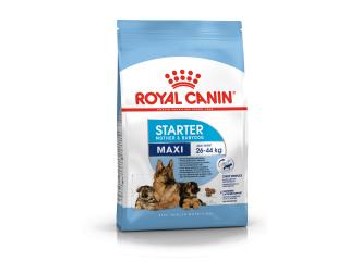 Royal Canin Maxi Starter Mother & Babydog, Сухой корм для собак крупных размеров (весом от 26 до 44 кг) в конце беременности и в период лактации, а также для щенков в период отъема от матери и до 2-х месячного возраста, 4 кг