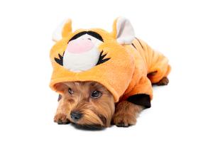 Костюм демисезонный Disney Fun Tigger S, размер 25см