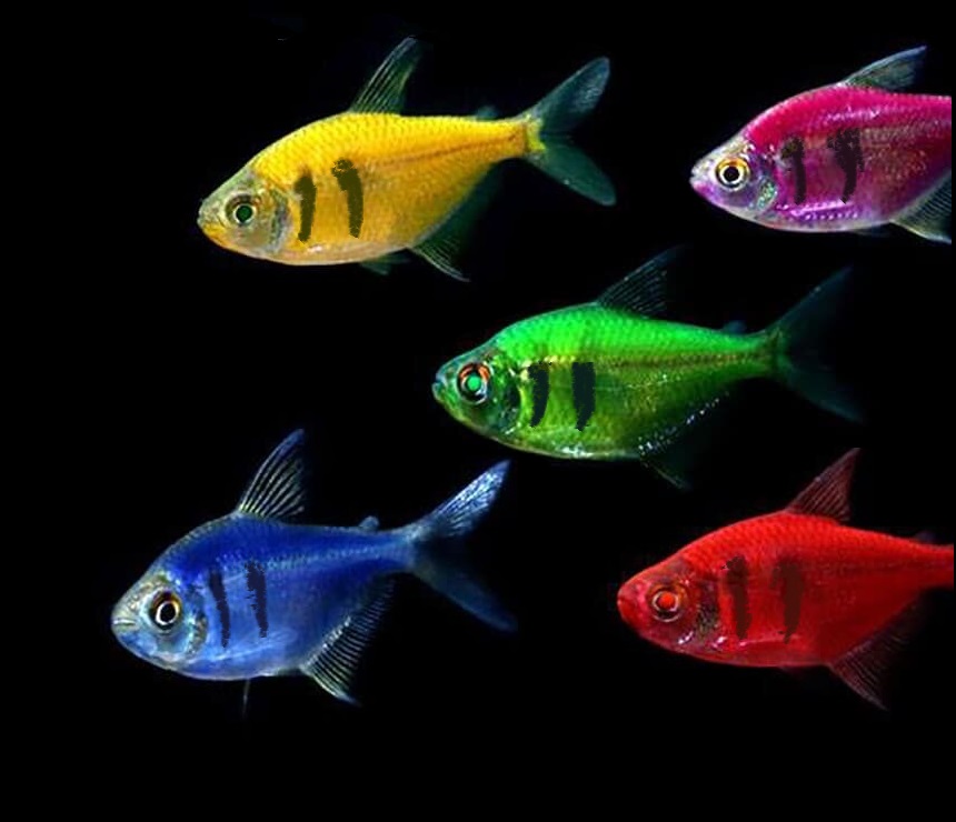Male vs female glofish - 🧡 GloFish - флуоресцентные аквариумные рыбки - Но...